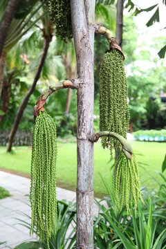 Fishtail Palm, Wart Fishtail Palm in forest, thailand