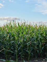 Obraz premium Young corn grows in the field. Farming. Corn on the background of the sky.