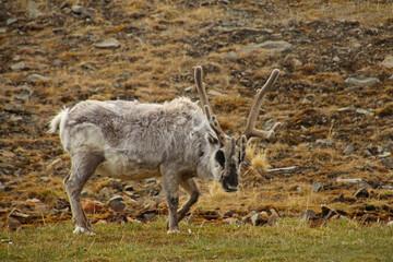 reindeer 