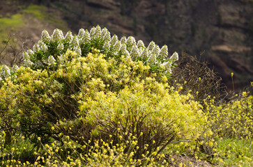 Shrubs of Echium onosmifolium in flower and Euphorbia regis-jubae in the foreground. San Bartolome...