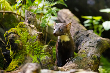 Wild european pine marten standing at the virgin forest floor