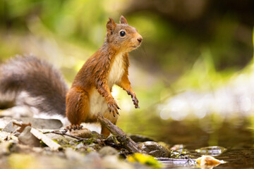 Naklejka na ściany i meble Red squirrel standing at the forest floor looking for enemies