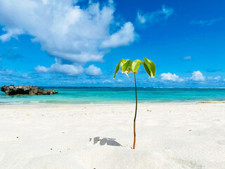 白い砂浜に生えた植物の新芽