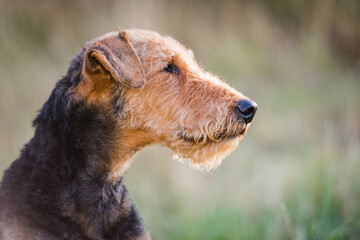 Portrait eines Airedale Terrier Rüden