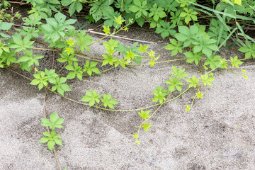 砂地と蔦のフレーム