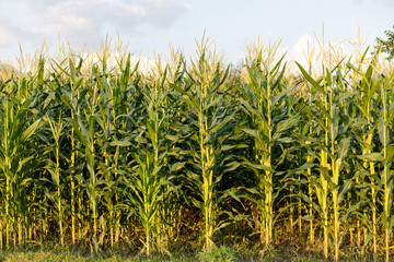 Maize crop field beautiful view