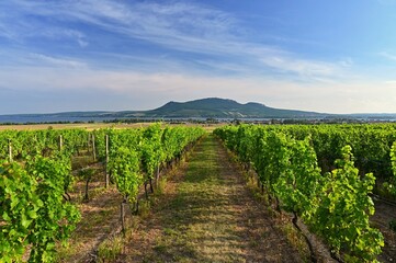 Fototapeta na wymiar Beautiful vineyard on a sunny summer day. South Moravian wine region - Palava - Czech Republic.