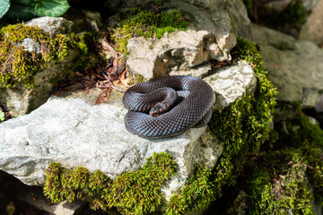 Common European viper in the mountains of the Bavarian Alps in the county of Berchtesgaden