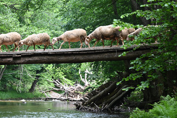 Obraz premium Flock of sheep crossing the river by an old bridge. Kirklareli city. Floodplain forest. Turkey. 
