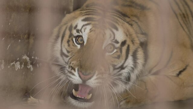 Tiger caught in a cage roaring in Jim Corbett national park India. High-quality Apple Prores 60 FPS 4k footage.