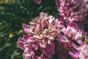 Purple Peony flower that has bloomed.