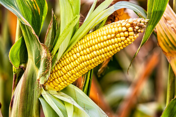 Cobs of juicy ripe corn in the field close-up. The most important agricultural crop in the world. Corn harvesting. Growing food. A bountiful harvest.