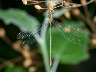 Western Willow Spreadwing. Chalcolestes viridis    