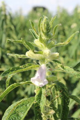 ゴマの畑　胡麻の花