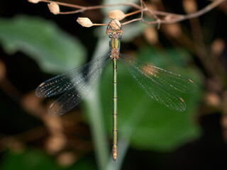 Western Willow Spreadwing. Chalcolestes viridis    