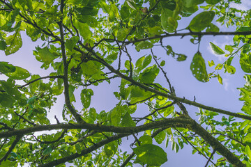Looking up an Apple tree at the blue skies.