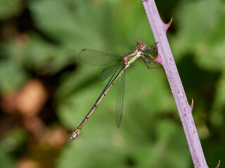 Western Willow Spreadwing. Chalcolestes viridis    
