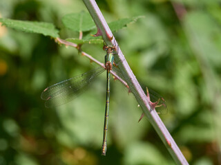 Western Willow Spreadwing. Chalcolestes viridis    
