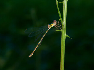 Western Willow Spreadwing. Chalcolestes viridis    