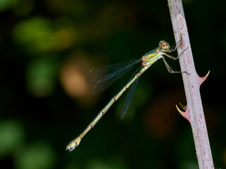 Western Willow Spreadwing. Chalcolestes viridis    