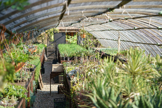 Decorative bushes and pot-plants put in rows for sale cultivated for home decor and interior design. Exotic plants illuminated by sunlight through protective film roof in large nursery garden