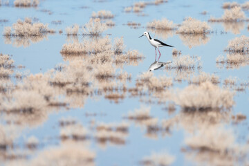 Pied-stilt (Himantopus leucocephalus) on water with reflection amongst submerged shrubs, South Australia