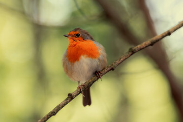 Robin. European Robin Redbreast (Erithacus rubecula) garden bird isolated close-up