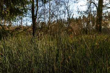 Long grass in forest near river. Gauja river.