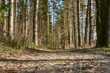 Low angle of forest road in Valmiera.