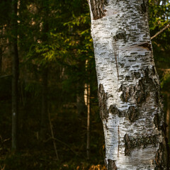 Birch tree in the foreground