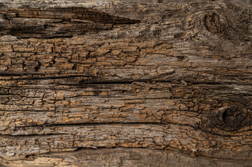 Wood, Structure