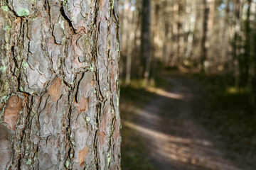 Pine tree on the left side, blurred forest road in the background.