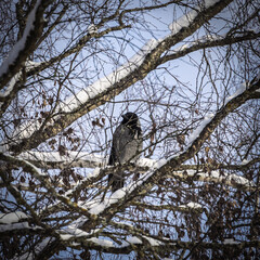 Gray crow, sitting between the branches, the branches covered with snow.