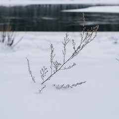 Frozen vegetation in winter.