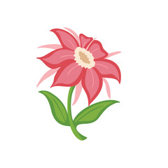 A pink flower, on a white background