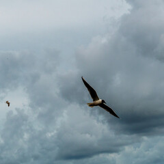 Seagull flying in cloudy sky.