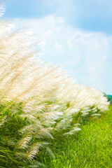 Chinese silver grass, Miscanthus sinensis against the blue sky 