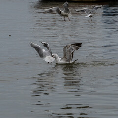 Small seagull fighting with it's older brother.