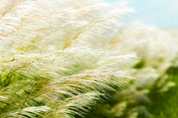 Chinese silver grass, Miscanthus sinensis against the blue sky 
