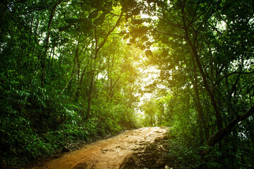 Dirt road or mud road and rain forest