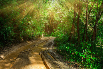 Dirt road or mud road and rain forest