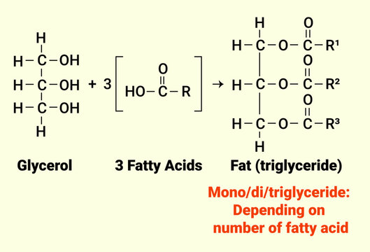 The 4 Types Of Fats: One Glycerol And 3 Fatty Acids