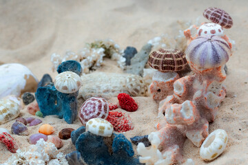 seashells and corals remain on the sand