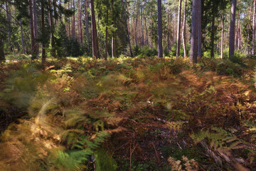 forest in autumn, paprocie w lesie, Polska, ferns in the forest, Poland, poruszone paprocie