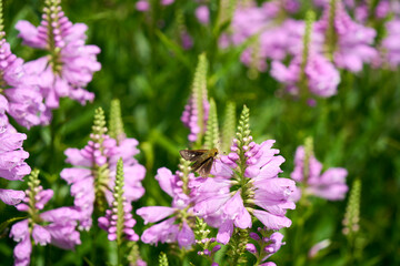 flowers in the field