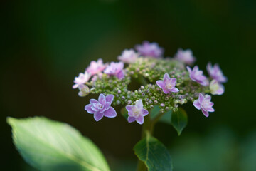 close up of  hydrangea flower