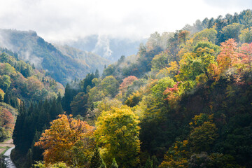 風景イメージ　長野県　渋峠　紅葉