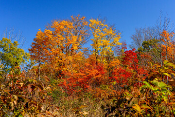 風景イメージ　長野県　渋峠　紅葉