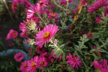 Fototapeta premium Close shot of magenta colored flower of Michaelmas daisies in mid October