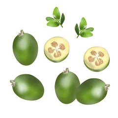Feijoa big set of illustrations on a white background